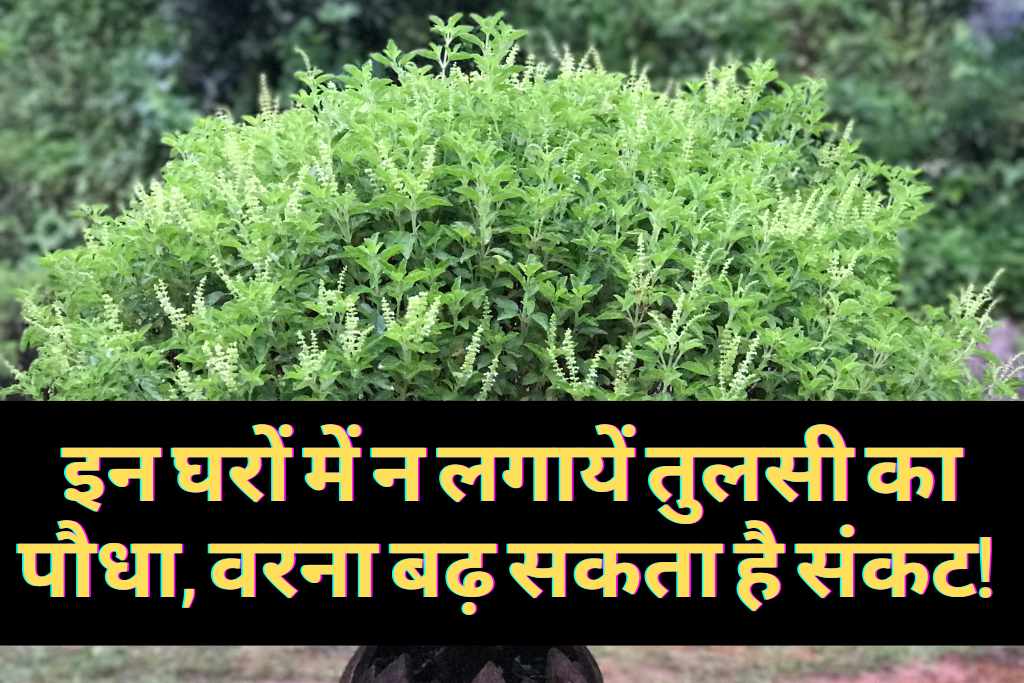 इन घरों में न लगायें तुलसी का पौधा, वरना बढ़ सकता है संकट!